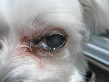 عفونت چشم در سگها

