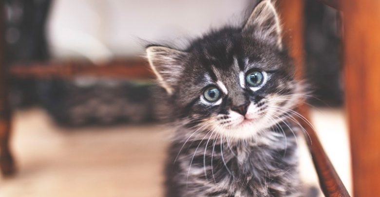 درمان عفونت چشم در گربه ها
