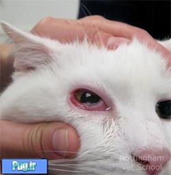 عفونت چشم گربه ها
