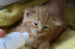 درمان عفونت چشم بچه گربه ها
