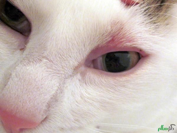 قطره برای عفونت چشم گربه
