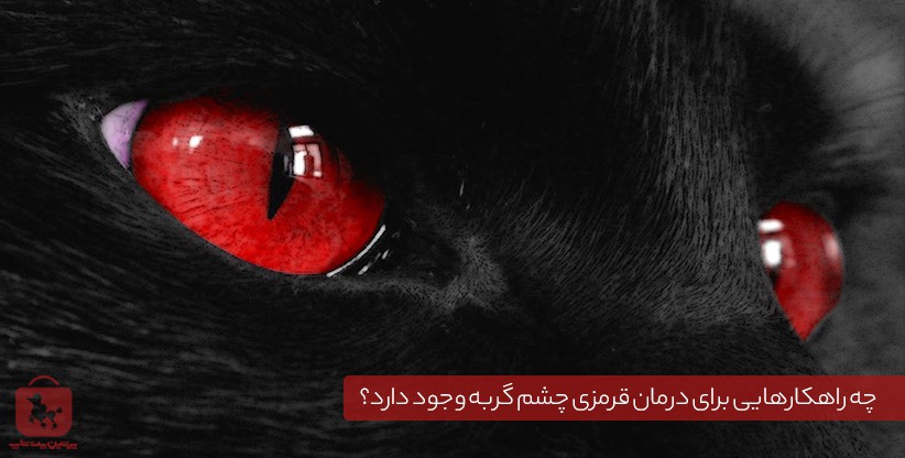درمان عفونت چشم گربه پرشین
