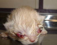 عفونت چشم در بچه گربه
