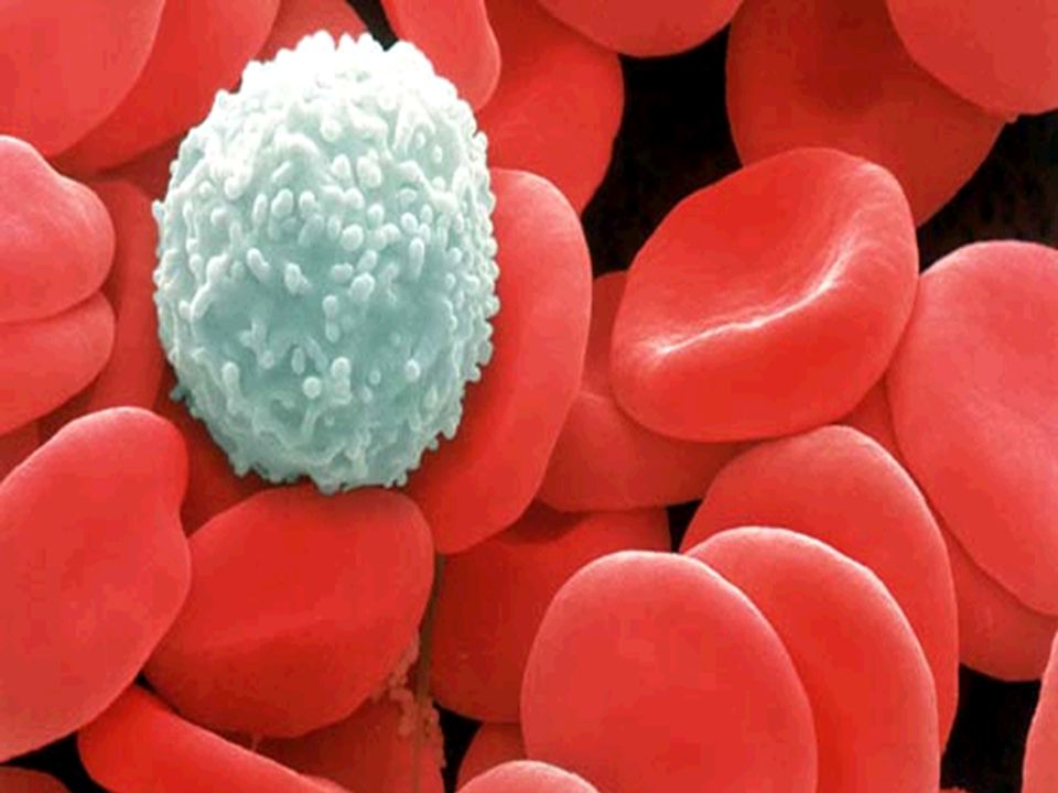 کاهش گلبولهای سفید خون نشانه چیست
