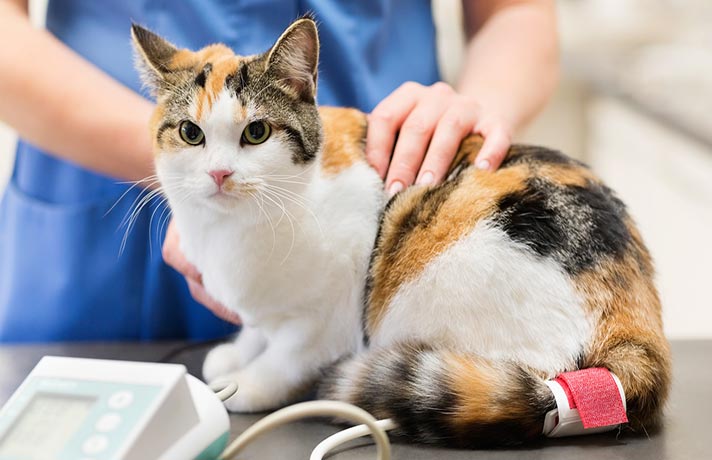 درمان عفونت ریه بچه گربه
