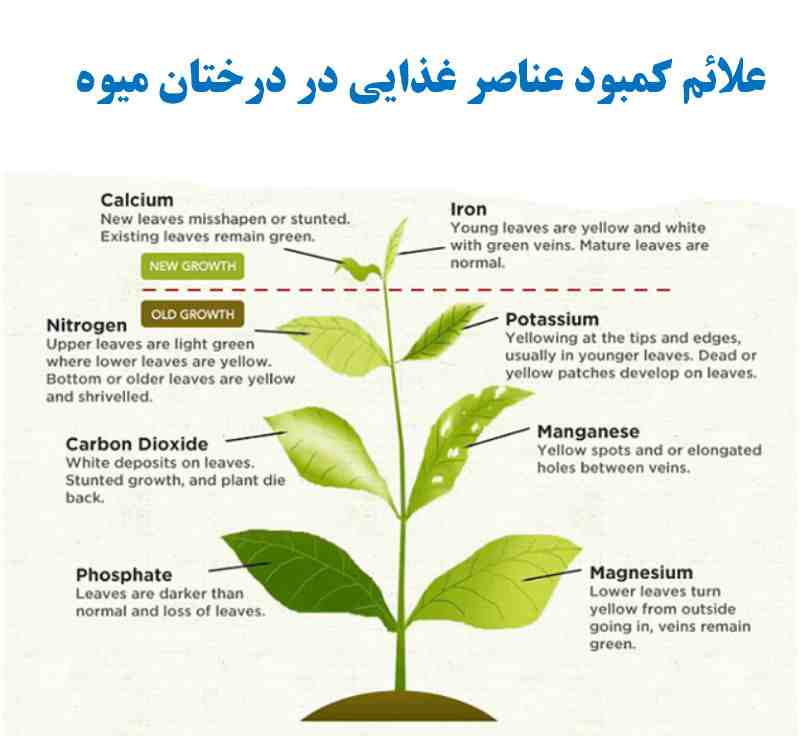 راهنمای تشخیص علائم کمبود عناصر در گیاهان

