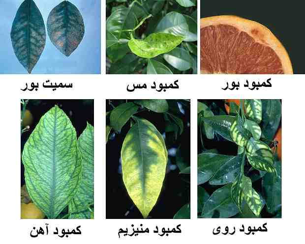 راهنمای تشخیص علائم کمبود عناصر در گیاهان
