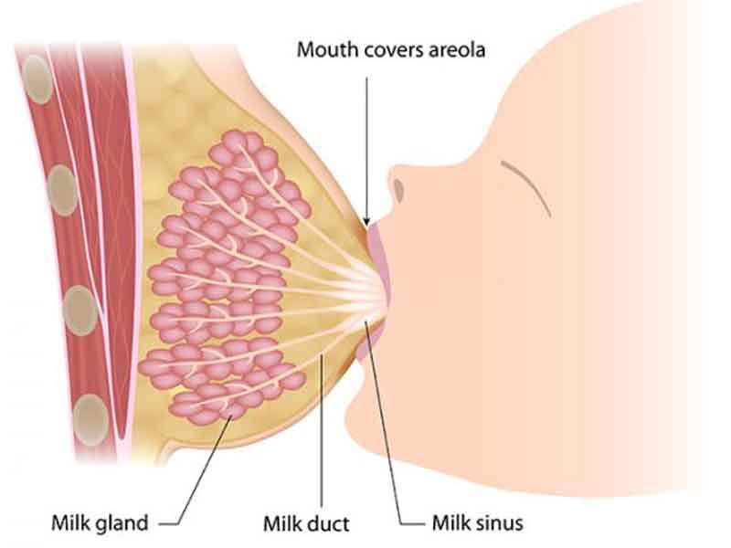 علت کاهش شیر در مادران
