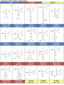 چند نوع آمینو اسید وجود دارد
