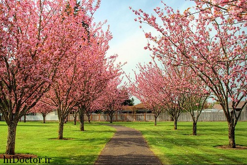 عکسهای زیبای فصل بهار
