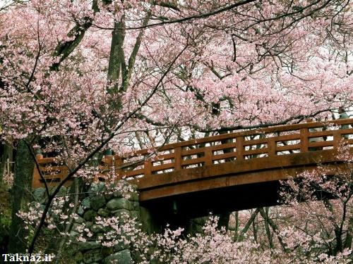 عکسهای زیبای فصل بهار