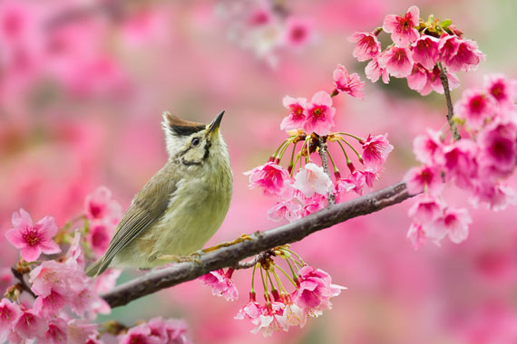 عکسهای بسیار زیبا از فصل بهار