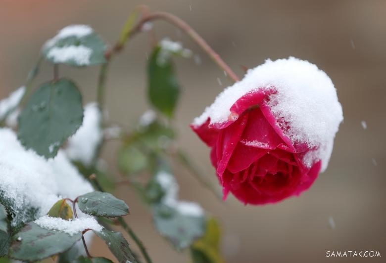 عکسهای زیبای فصل زمستان