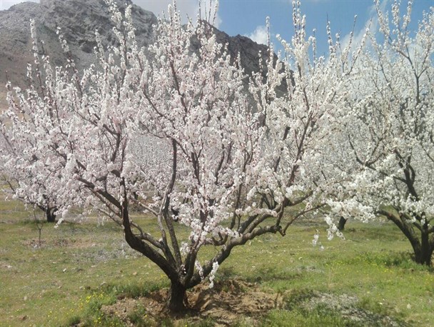 دانلود عکس های زیبا از فصل بهار