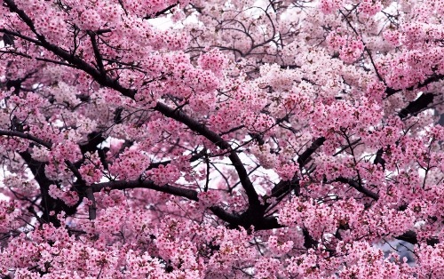 عکس های بسیار زیبا از فصل بهار