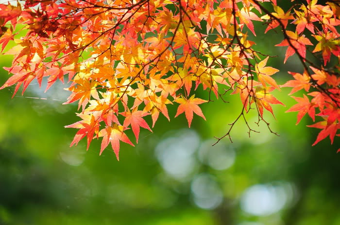 عکس هایی از فصل زیبای پاییز