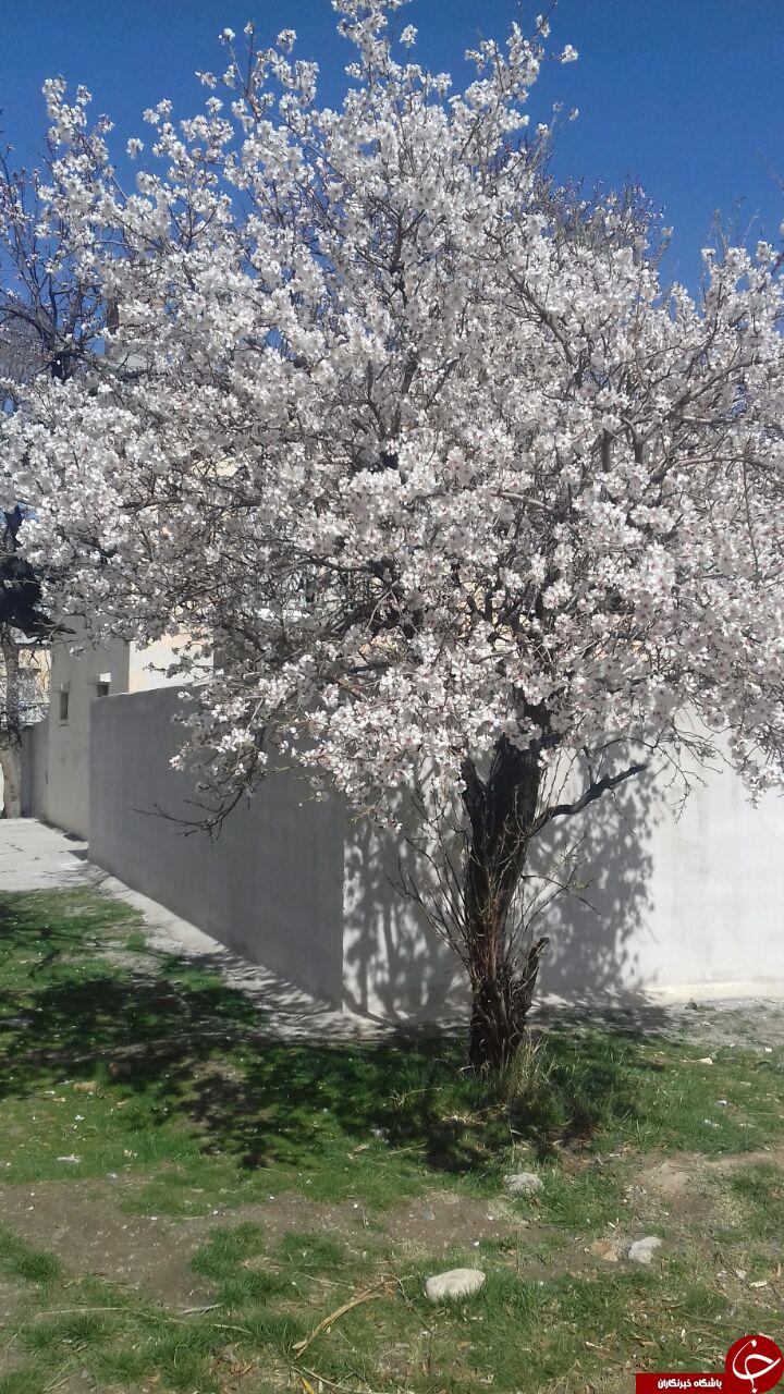 عکسهای زیبا فصل بهار