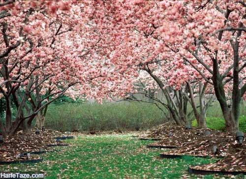 عکس های زیبا برای فصل بهار
