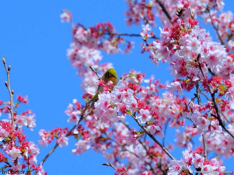 دانلود عکس های زیبا از فصل بهار