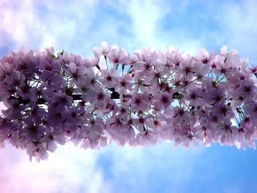 عکس های بسیار زیبا از فصل بهار

