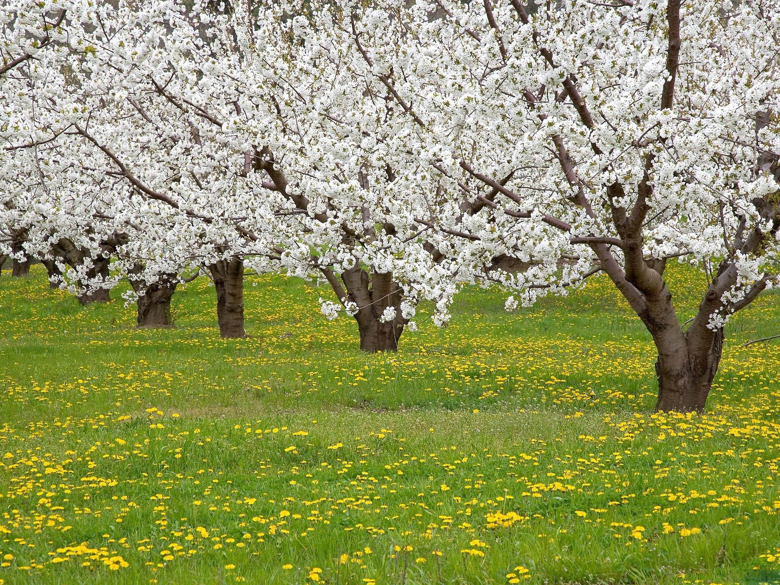 عکسهای زیبا از طبیعت فصل بهار