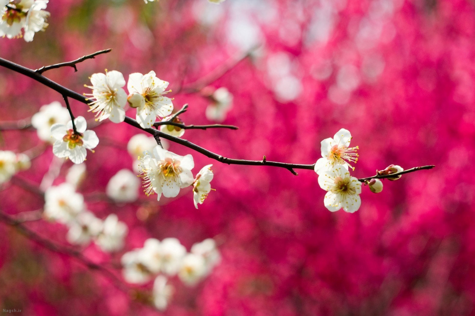 تصاویر فصل بهار با کیفیت بالا