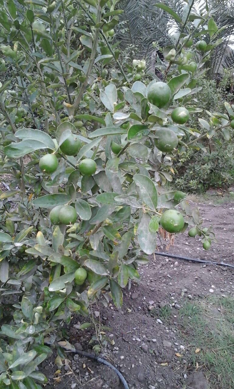 عکس درخت لیمو چهار فصل
