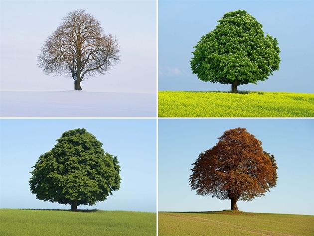 عکس چهار فصل یک درخت
