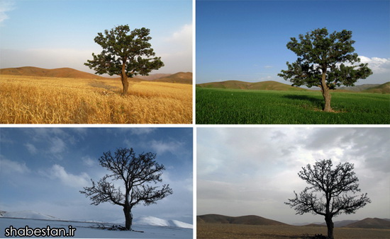 عکس از چهار فصل طبیعت