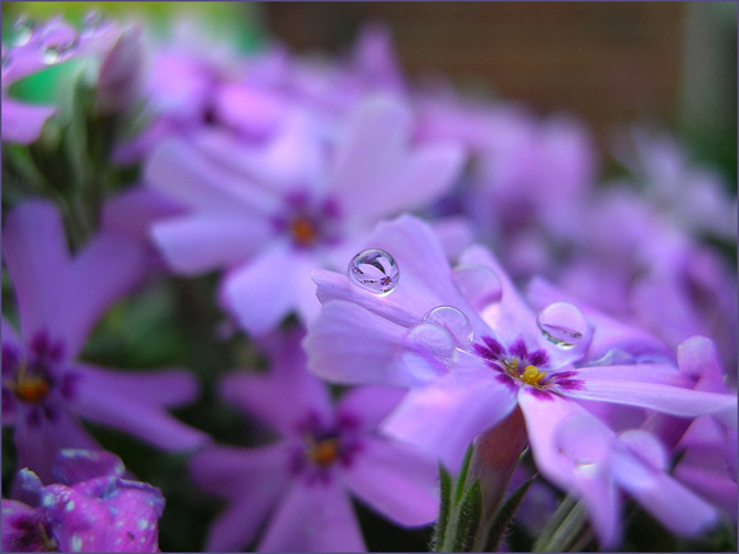 عکس گلها در فصل بهار
