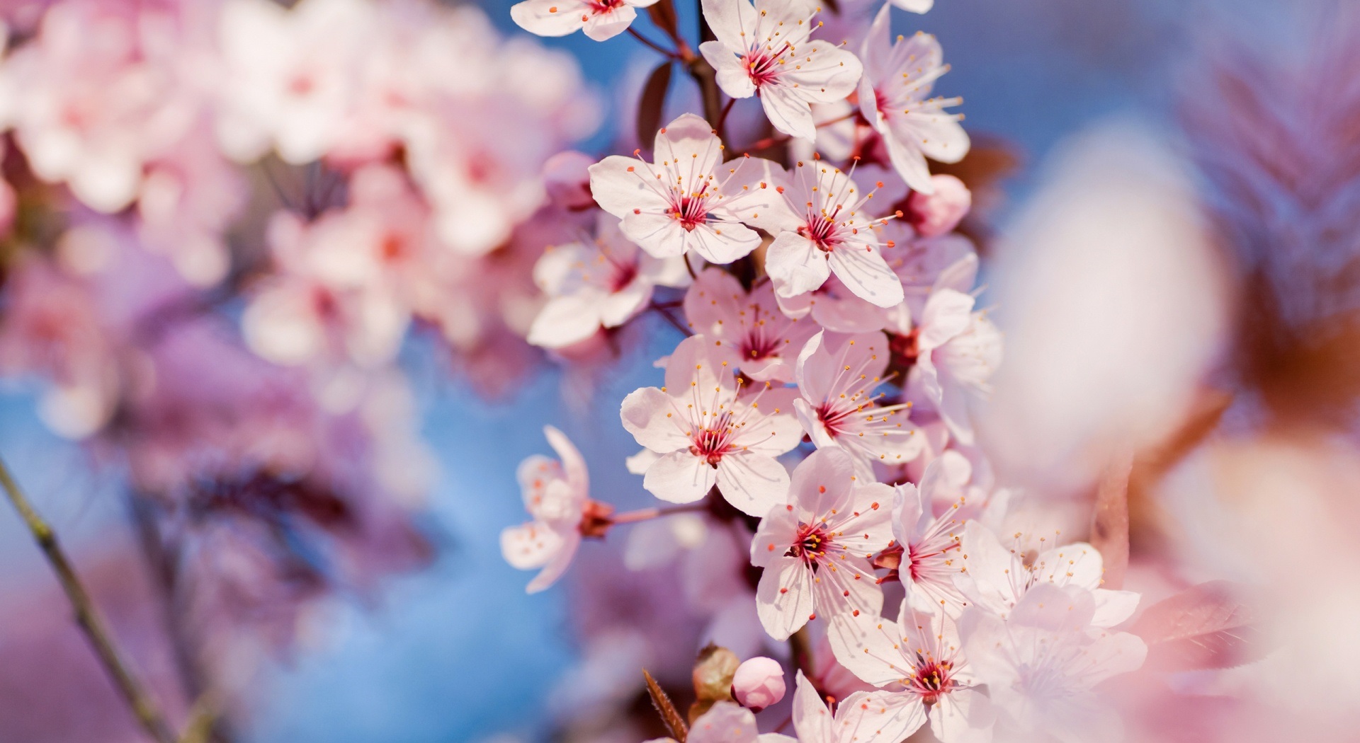 تصاویر فصل بهار با کیفیت بالا