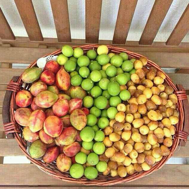 عکس میوه های فصل تابستان
