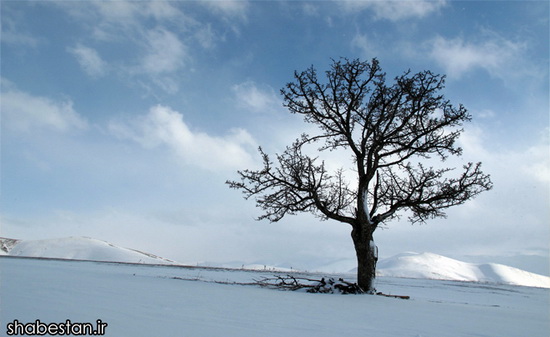 عکس یک درخت در چهار فصل