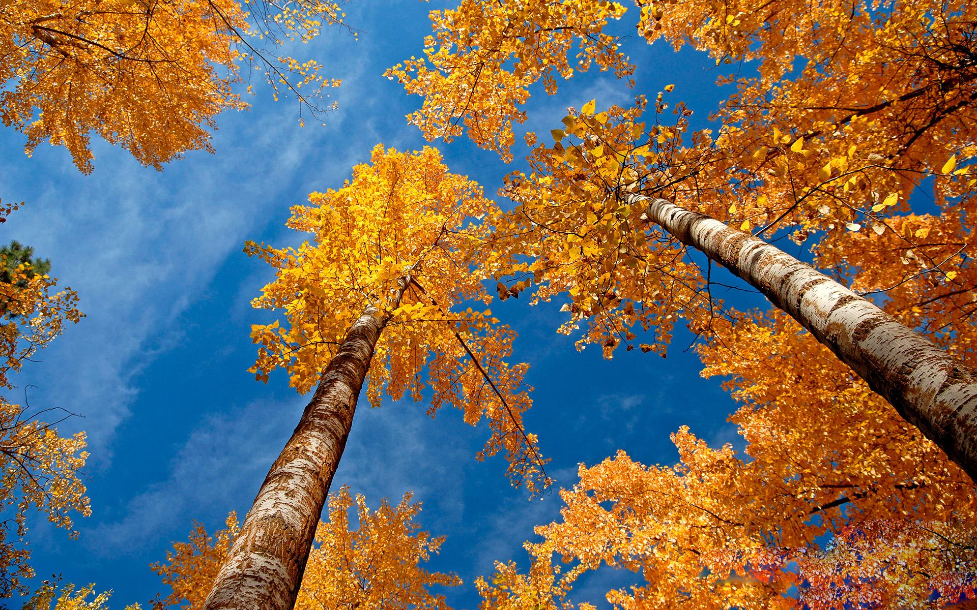 عکس درختان در فصل های مختلف
