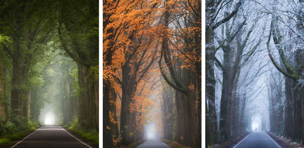 عکس درختان در فصل های مختلف