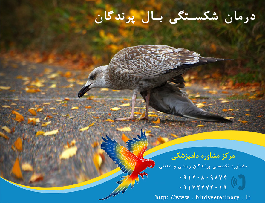 مشاوره تلفنی دامپزشکی پرندگان تهران
