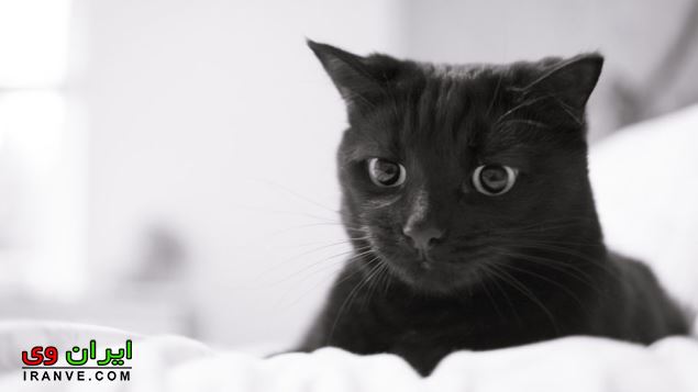 تعبیر خواب گربه سیاه
