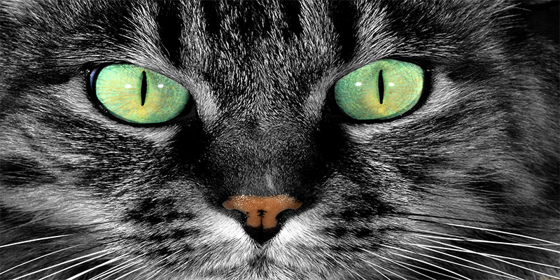 چشم گربه
