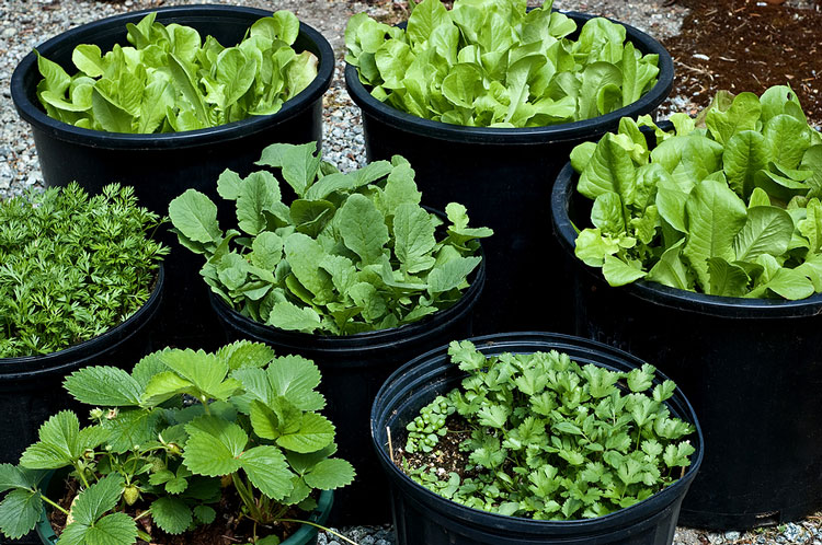 چگونه در خانه سبزیجات بکاریم
