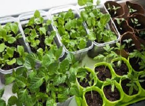 چگونه در خانه سبزیجات بکاریم

