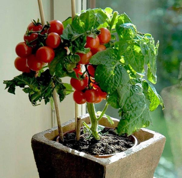 چطور در خانه گوجه فرنگی بکاریم
