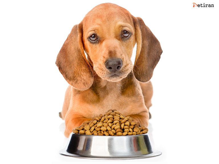 چطور به سگ غذا بدهیم
