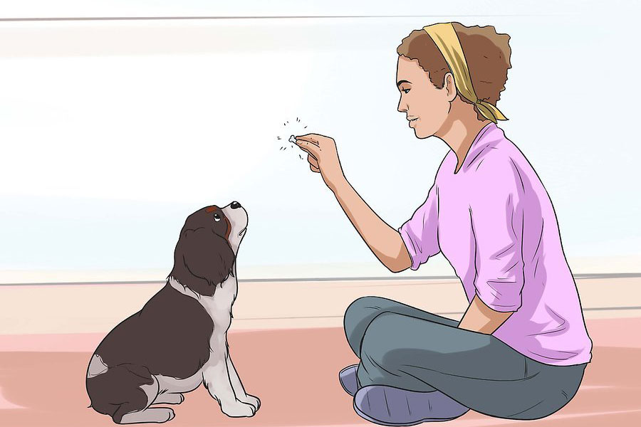 چگونه حیوان خانگی را تربیت کنیم
