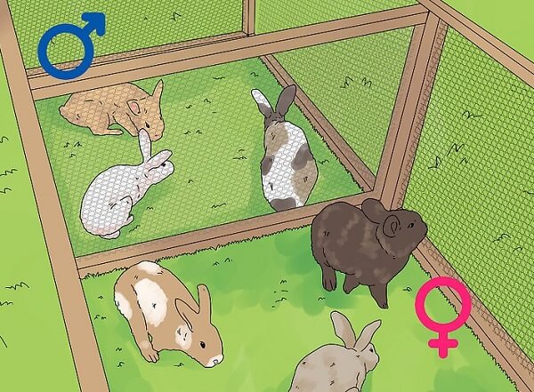 چگونه تشخیص جنسیت خرگوش

