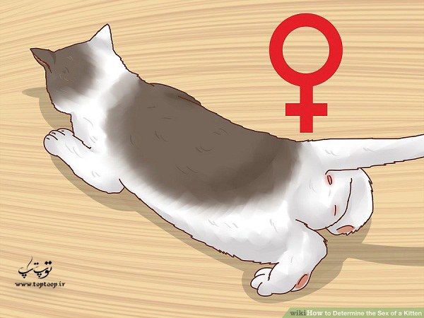 چگونه تشخیص دهیم گربه نر است یا ماده
