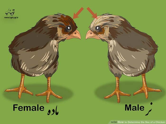 چگونه تشخیص مرغ و خروس
