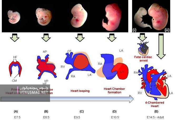 چگونه قلب جنین تشکیل میشود

