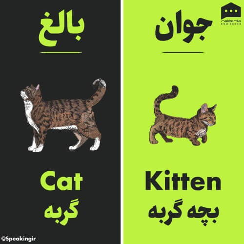 بچه گربه به انگلیسی چی میشه
