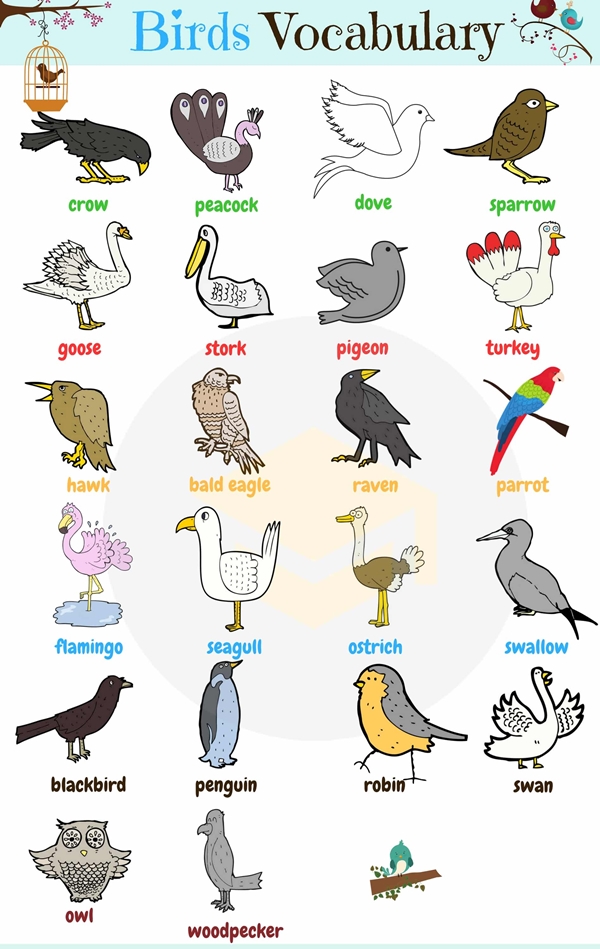 لیست اسامی پرندگان به انگلیسی
