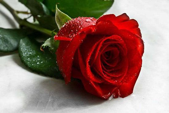 عکس گل سرخ زیبا